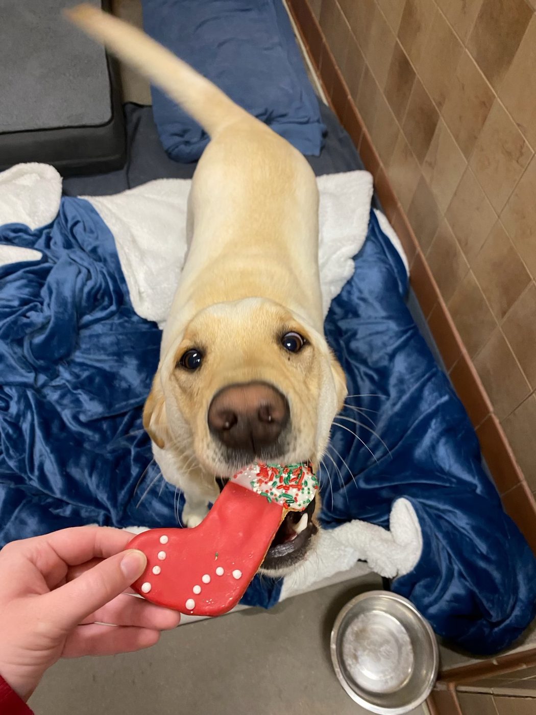 A happy lab puppy in a Paw Tales suite