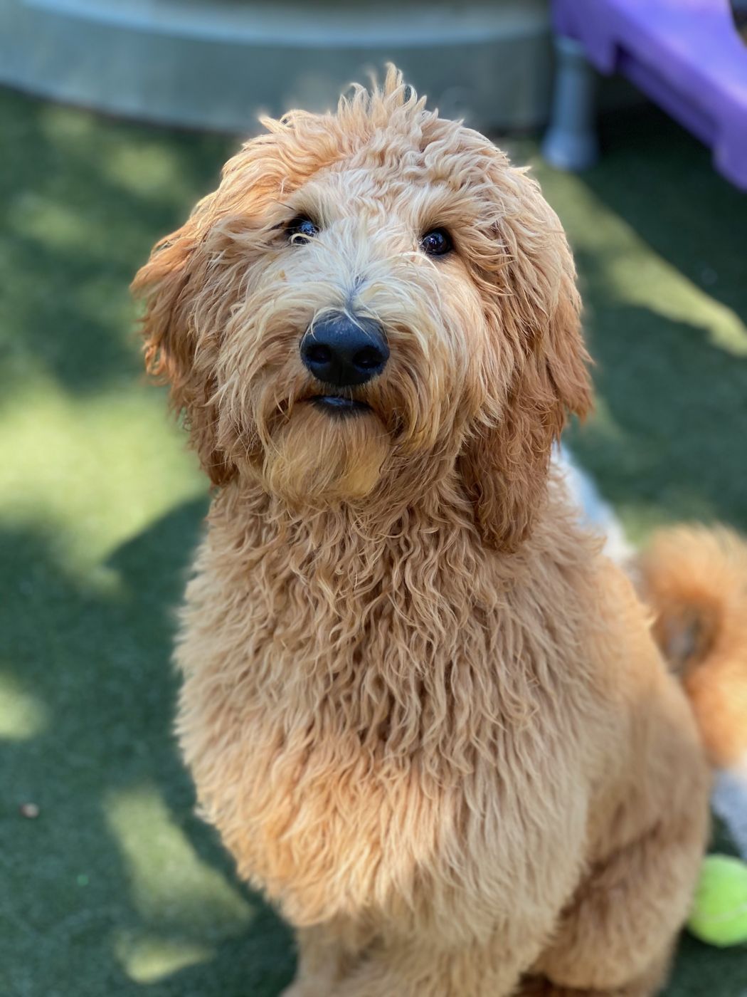 Dogs playing at Paw Tales daycamp