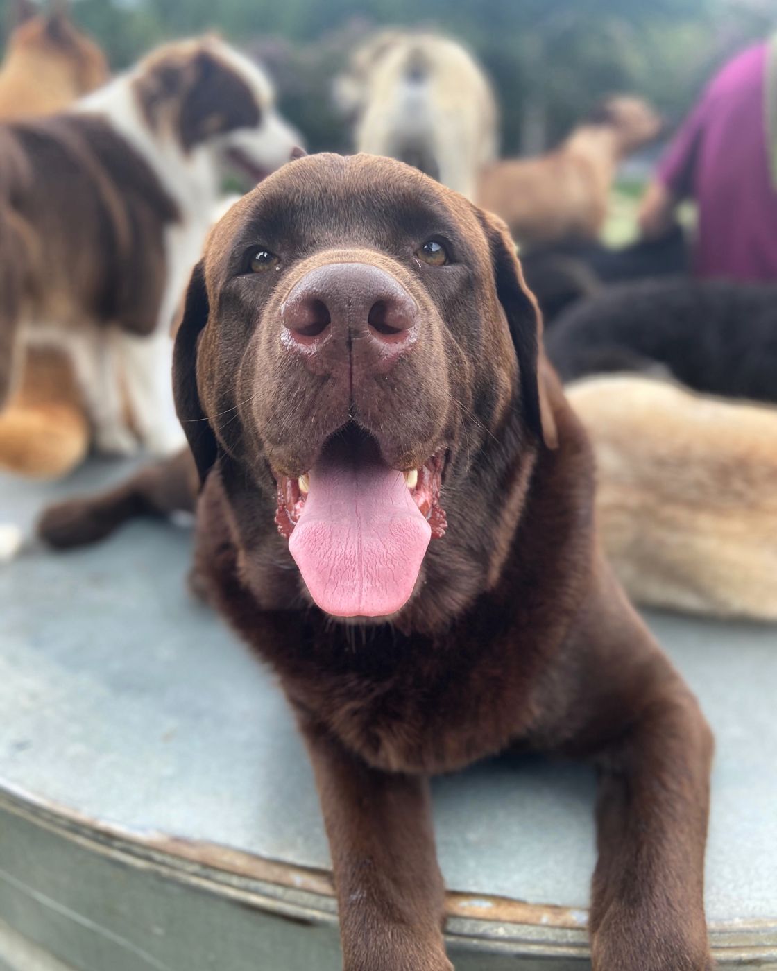 Dogs playing at Paw Tales daycamp