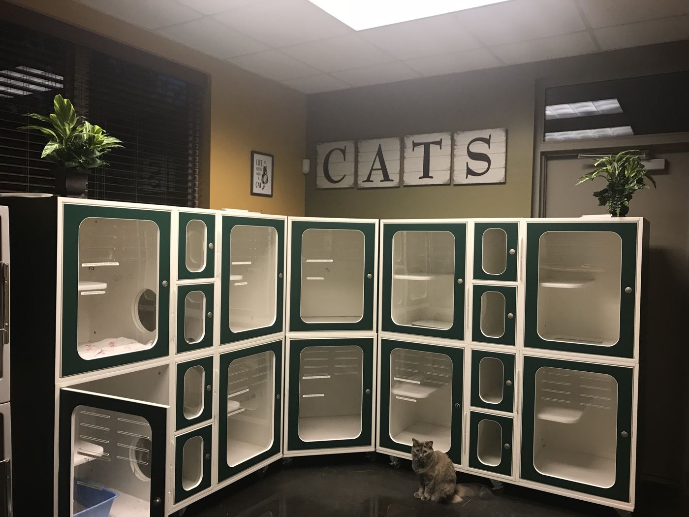 Paw Tales lodging suite