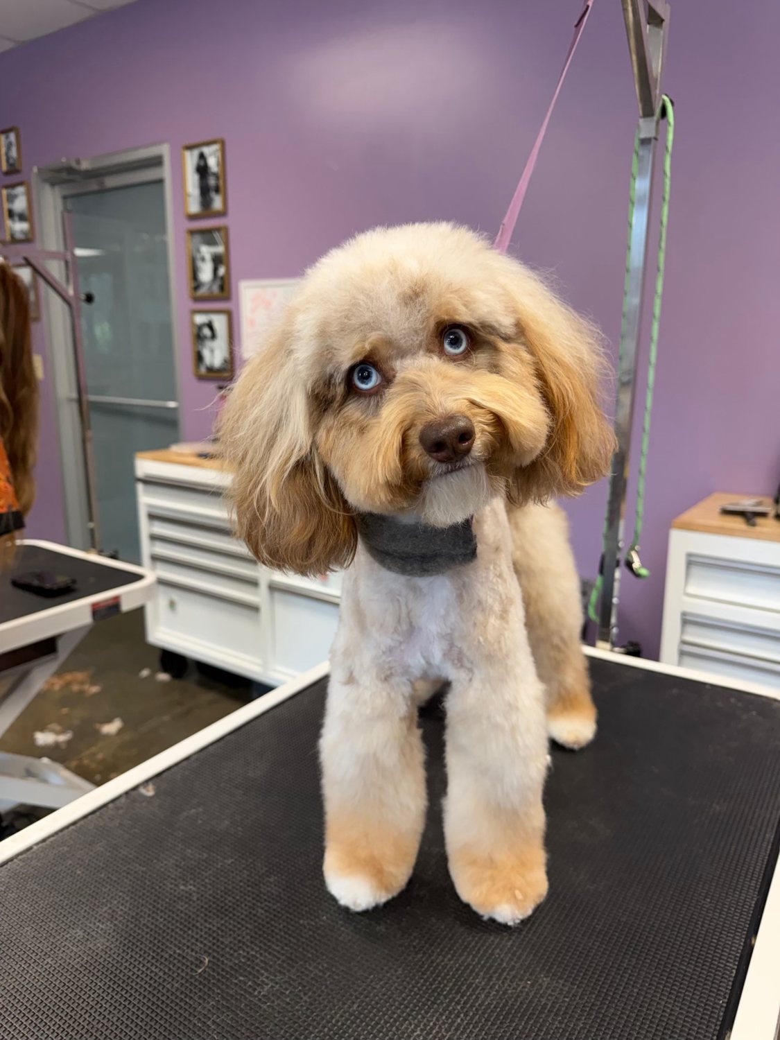 Vaela, Pet of the Week