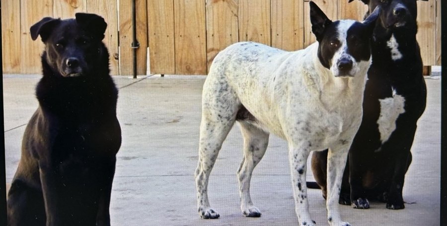 Puppy, Murphy & Scooter